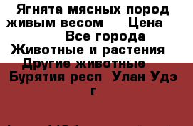 Ягнята мясных пород живым весом.  › Цена ­ 125 - Все города Животные и растения » Другие животные   . Бурятия респ.,Улан-Удэ г.